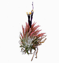 Load image into Gallery viewer, 2" Air Plant - Tillandsia Ionantha Guatemala