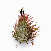 Load image into Gallery viewer, 2" Air Plant - Tillandsia Ionantha Guatemala