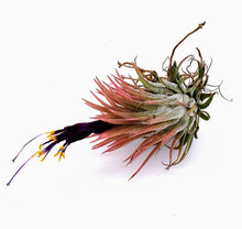 Load image into Gallery viewer, 2" Air Plant - Tillandsia Ionantha Guatemala