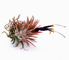 Load image into Gallery viewer, 2" Air Plant - Tillandsia Ionantha Guatemala