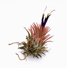 Load image into Gallery viewer, 2" Air Plant - Tillandsia Ionantha Guatemala