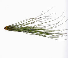 Load image into Gallery viewer, 10" Air Plant - Tillandsia juncea (large)