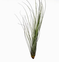Load image into Gallery viewer, 10" Air Plant - Tillandsia juncea (large)