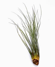 Load image into Gallery viewer, 10" Air Plant - Tillandsia juncea (large)