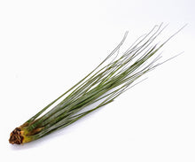Load image into Gallery viewer, 10" Air Plant - Tillandsia juncea (large)