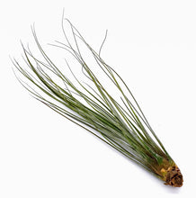 Load image into Gallery viewer, 10" Air Plant - Tillandsia juncea (large)