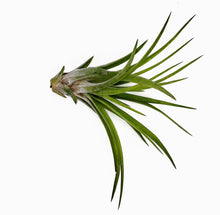 Load image into Gallery viewer, 4" Air Plant - Tillandsia abdita brachycaulos