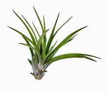 Load image into Gallery viewer, 4" Air Plant - Tillandsia abdita brachycaulos