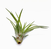 Load image into Gallery viewer, 4" Air Plant - Tillandsia abdita brachycaulos
