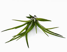 Load image into Gallery viewer, 4" Air Plant - Tillandsia abdita brachycaulos