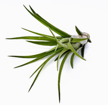 Load image into Gallery viewer, 4" Air Plant - Tillandsia abdita brachycaulos