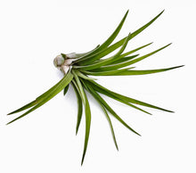 Load image into Gallery viewer, 4" Air Plant - Tillandsia abdita brachycaulos