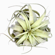 Load image into Gallery viewer, 10" Air Plant - Tillandsia xerographica (large)
