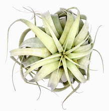 Load image into Gallery viewer, 10" Air Plant - Tillandsia xerographica (large)