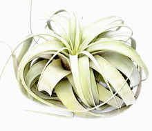 Load image into Gallery viewer, 10" Air Plant - Tillandsia xerographica (large)
