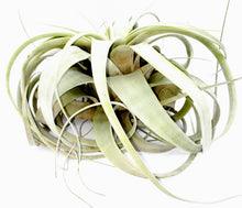 Load image into Gallery viewer, 10" Air Plant - Tillandsia xerographica (large)