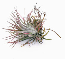 Load image into Gallery viewer, 2" Air Plant - Tillandsia Ionantha rubra