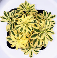 Load image into Gallery viewer, 6" Sedum takesimense 'Atlantis'