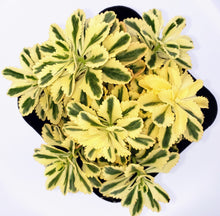 Load image into Gallery viewer, 6" Sedum takesimense 'Atlantis'