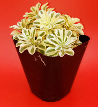 Load image into Gallery viewer, 6" Sedum takesimense 'Atlantis'