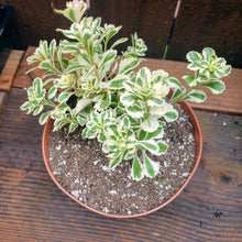Load image into Gallery viewer, 6" Sedum takesimense 'Atlantis'