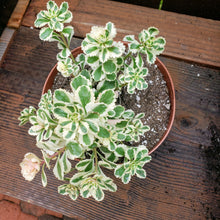 Load image into Gallery viewer, 6" Sedum takesimense 'Atlantis'