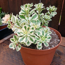 Load image into Gallery viewer, 6" Sedum takesimense 'Atlantis'