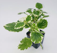 Load image into Gallery viewer, 2&quot; Plectranthus amboinicus - &#39;Cuban Oregano&#39; / &#39;Mexican Mint&#39; / &#39;Vicks Plant&#39;
