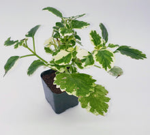 Load image into Gallery viewer, 2" Plectranthus amboinicus - 'Cuban Oregano' / 'Mexican Mint' / 'Vicks Plant'