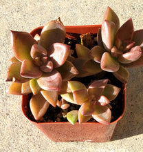 Load image into Gallery viewer, 2" Graptosedum 'Vera Higgins'