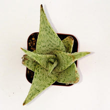 Load image into Gallery viewer, 2" Aloe 'Oik'