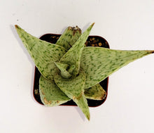 Load image into Gallery viewer, 2" Aloe 'Oik'