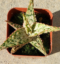 Load image into Gallery viewer, 2" Aloe 'Oik'