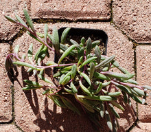 Load image into Gallery viewer, 2" Othonna capensis 'Ruby Necklace'