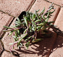 Load image into Gallery viewer, 2" Othonna capensis 'Ruby Necklace'