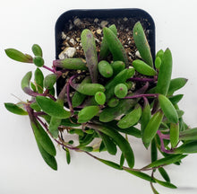 Load image into Gallery viewer, 2" Othonna capensis 'Ruby Necklace'