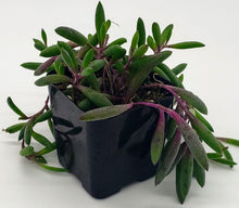 Load image into Gallery viewer, 2" Othonna capensis 'Ruby Necklace'