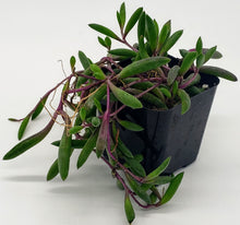 Load image into Gallery viewer, 2" Othonna capensis 'Ruby Necklace'