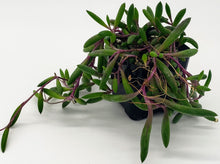 Load image into Gallery viewer, 2" Othonna capensis 'Ruby Necklace'