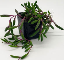 Load image into Gallery viewer, 2" Othonna capensis 'Ruby Necklace'