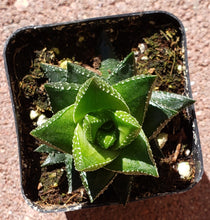 Load image into Gallery viewer, 2" 'Stubby Leaf' Aloe