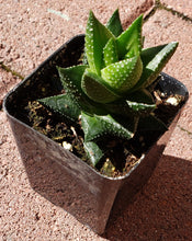 Load image into Gallery viewer, 2" 'Stubby Leaf' Aloe