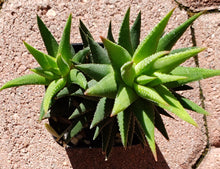Load image into Gallery viewer, 2" 'Pointy Leaf' Aloe