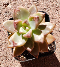 Load image into Gallery viewer, 2" Graptosedum 'Vera Higgins'
