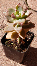 Load image into Gallery viewer, 2" Graptosedum 'Vera Higgins'