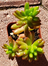 Load image into Gallery viewer, 2"  Sedum rubrotinctum 'Salsa Jellybeans'