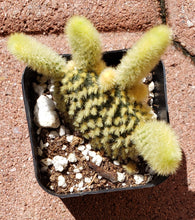 Load image into Gallery viewer, 2" 'Mouse Ears' Cactus