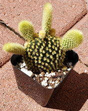 Load image into Gallery viewer, 2" 'Mouse Ears' Cactus
