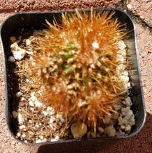 Load image into Gallery viewer, 2" Mammillaria Elongata 'Copper King' Cactus