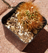 Load image into Gallery viewer, 2" Mammillaria Elongata 'Copper King' Cactus